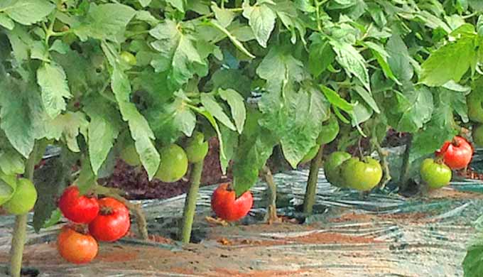 畑　トマト